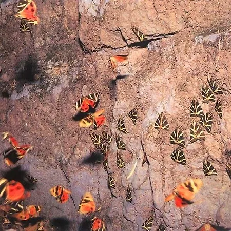 Hayat *